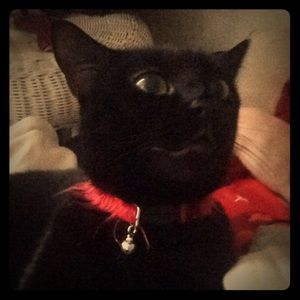 Foxy Lady says, "Make me an offer!"